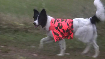 sew dog high visibility hunting vest